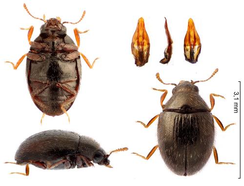 Réf. 236 592 : Simplocaria semistriata